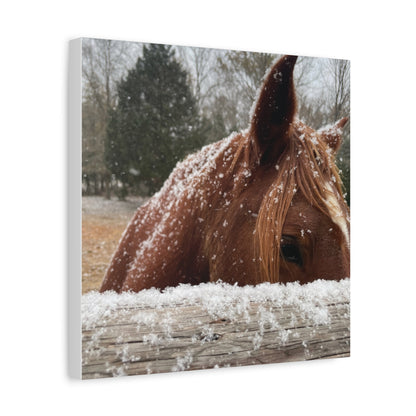 Mustang in the snow-Matte Canvas, Stretched, 1.25"