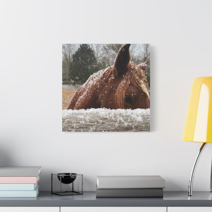 Mustang in the snow-Matte Canvas, Stretched, 1.25"