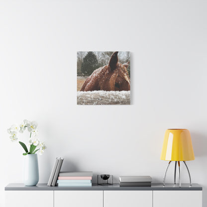 Mustang in the snow-Matte Canvas, Stretched, 1.25"