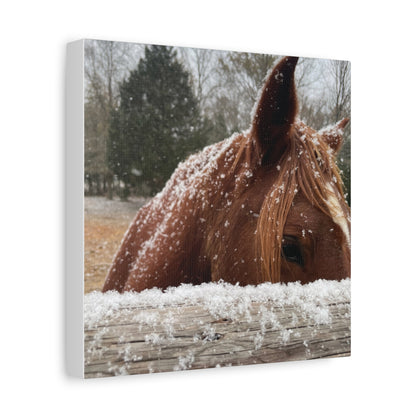 Mustang in the snow-Matte Canvas, Stretched, 1.25"