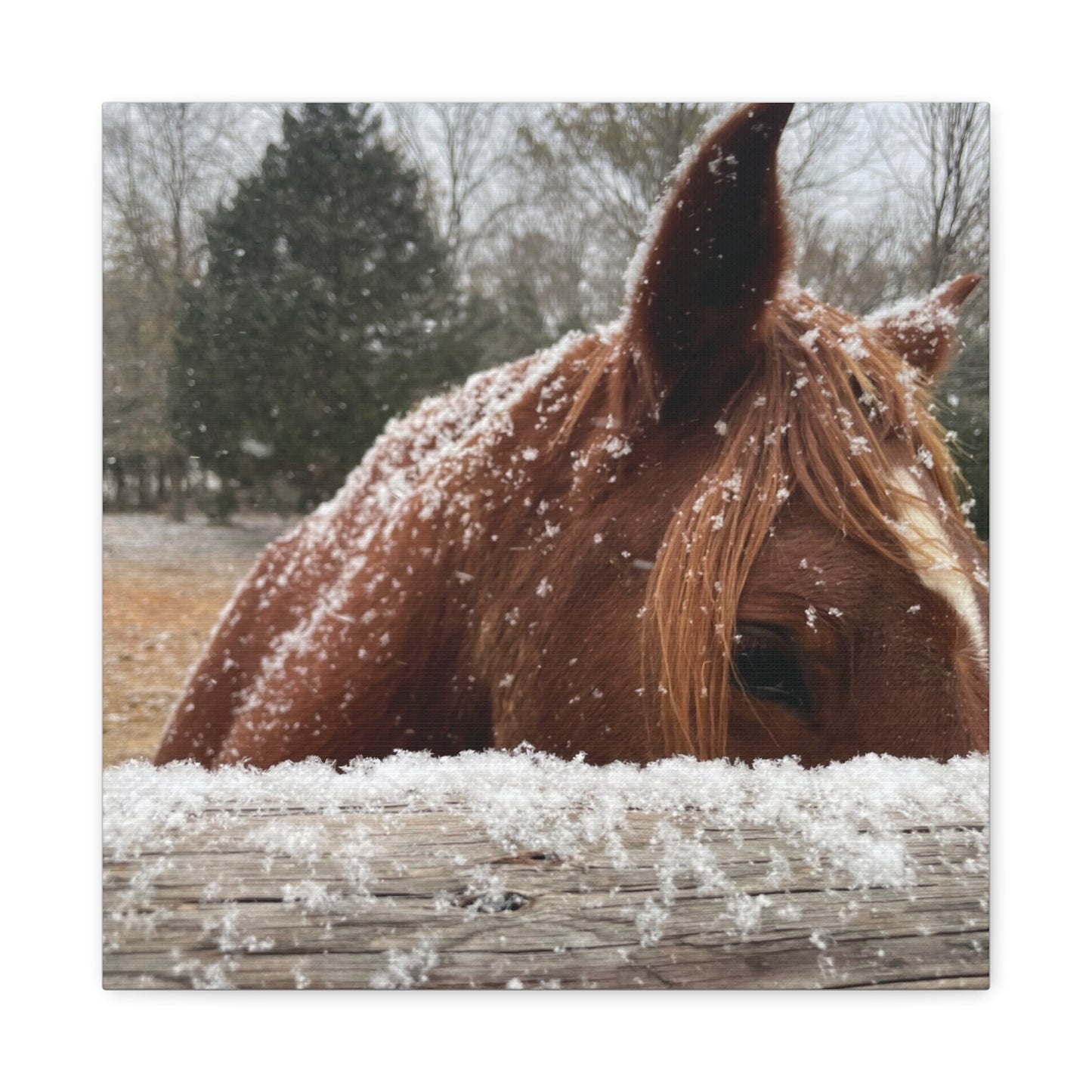 Mustang in the snow-Matte Canvas, Stretched, 1.25"