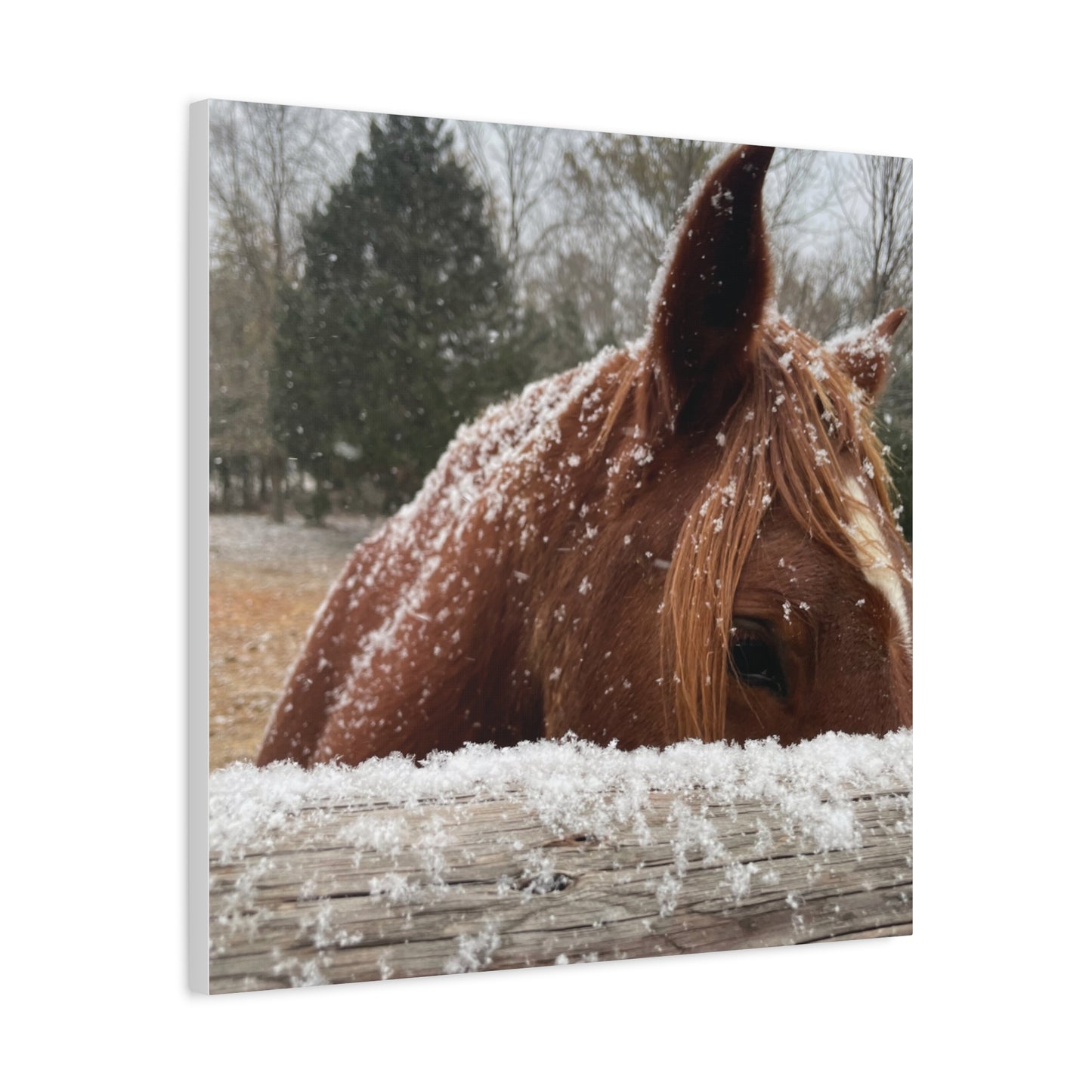 Mustang in the snow-Matte Canvas, Stretched, 1.25"